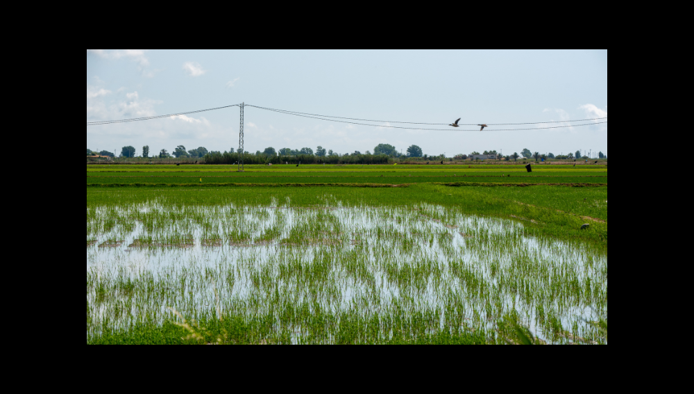 Mercat de Sta Llúcia 