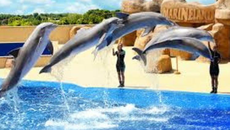 Dofins Marineland  